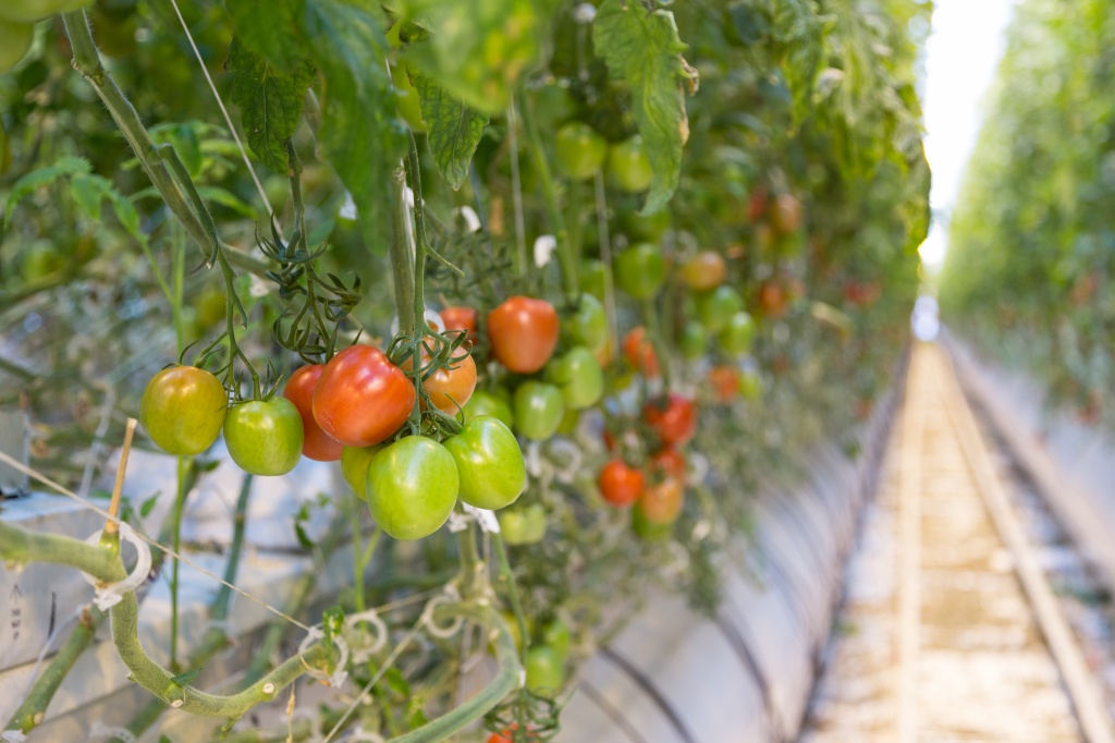 Помидоры Родина овощей.jpg